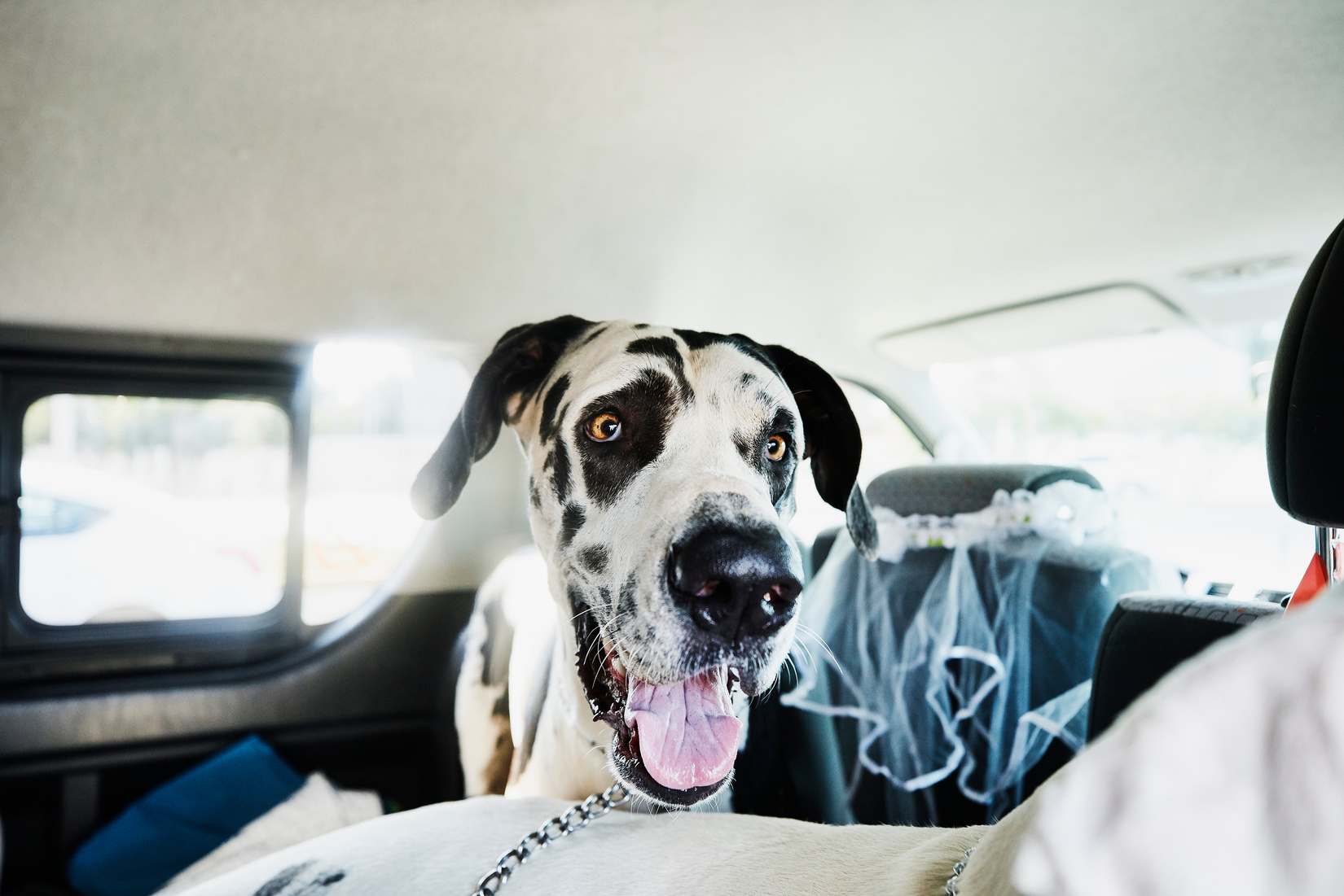 Great Dane in car