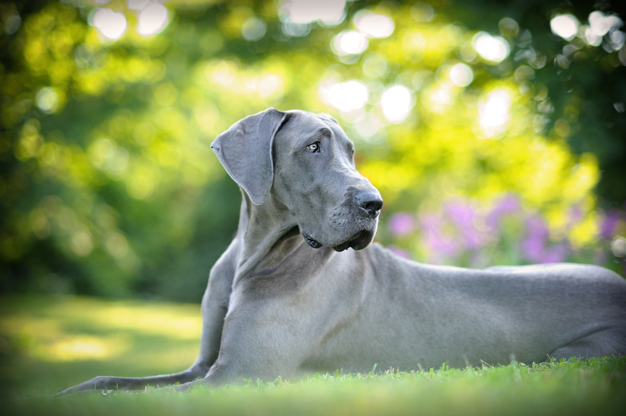 Beautiful Great Dane