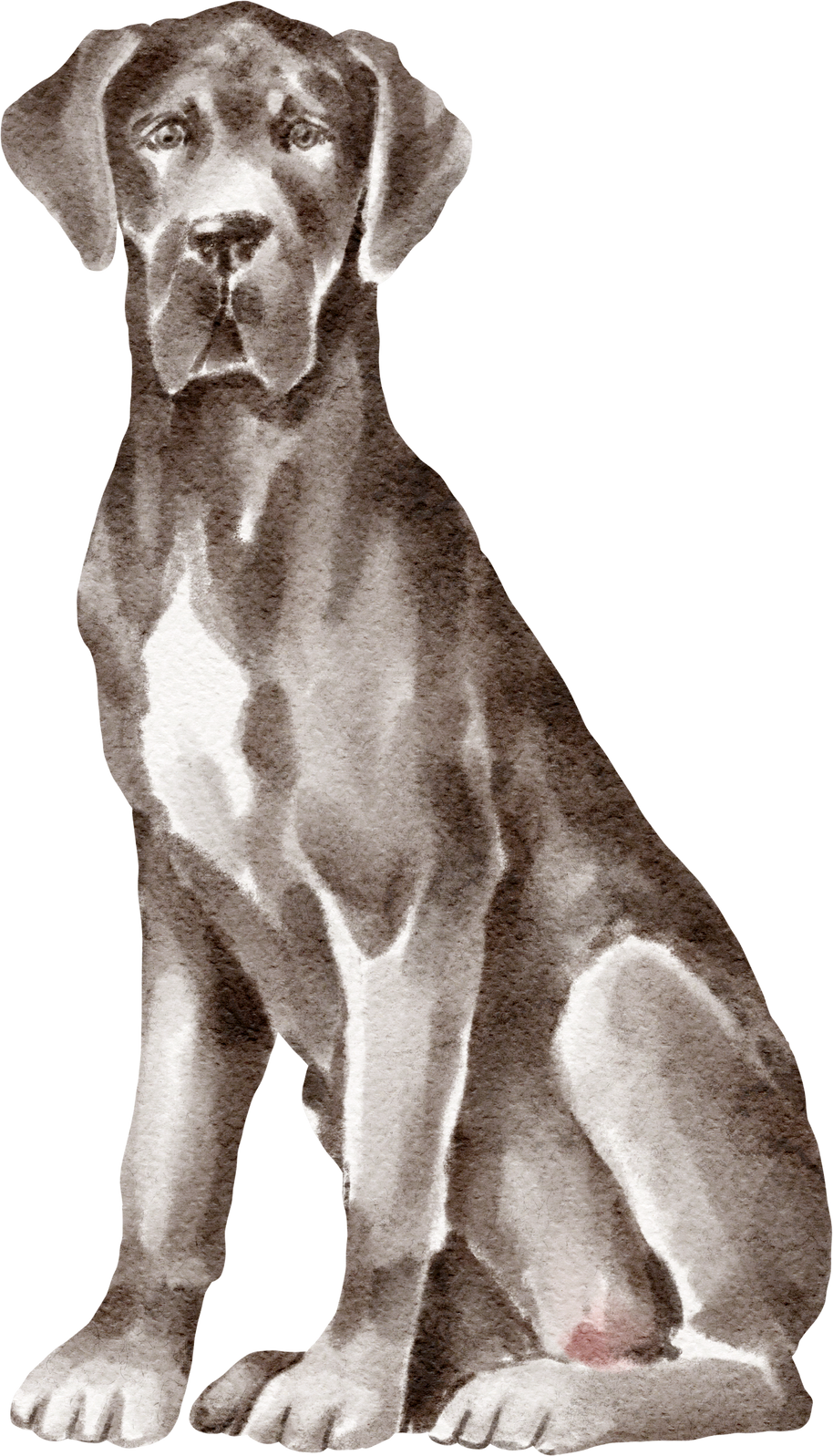 Great dane dog illustration