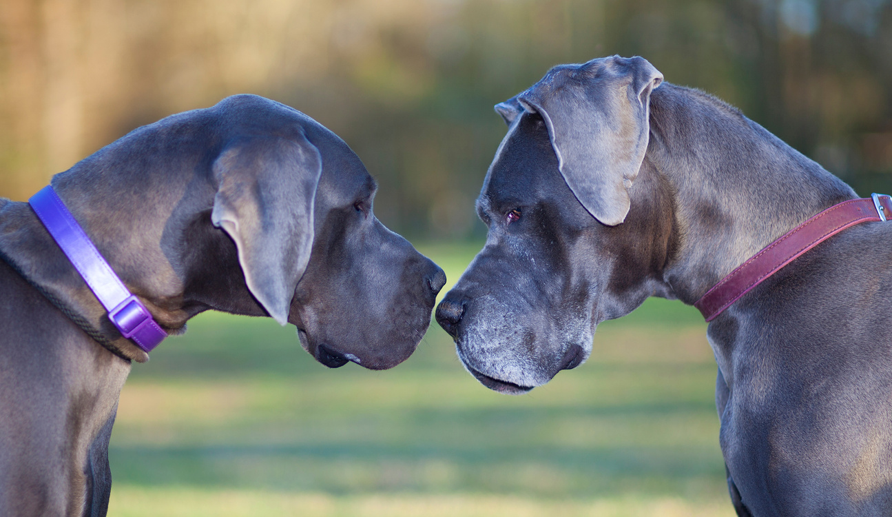 Great Dane Pair